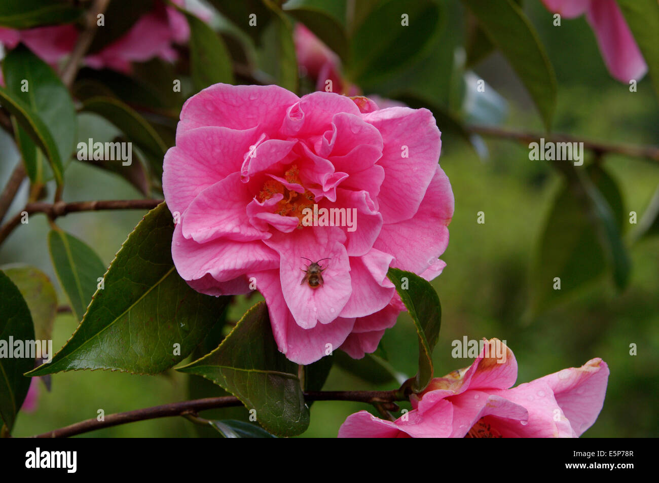 Camellia Williamsii var Vorfreude. Stockfoto