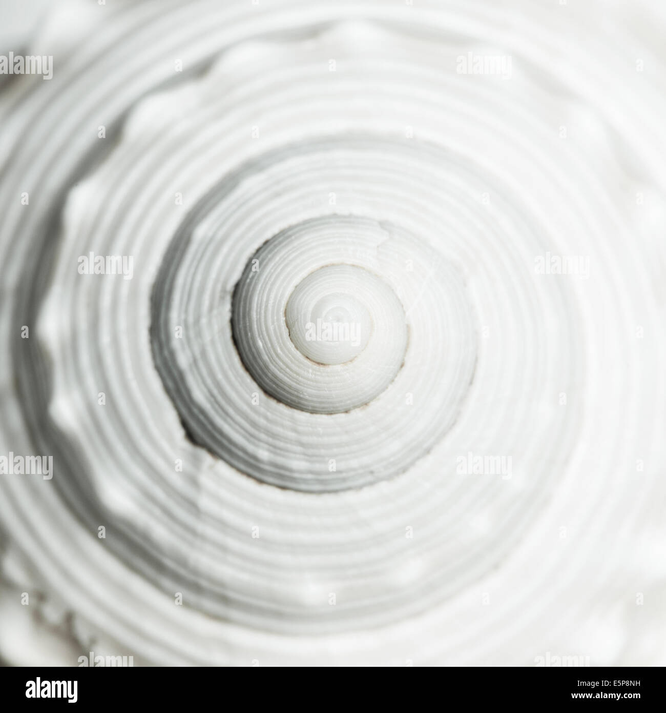 Sea Shell Spirale Stockfoto