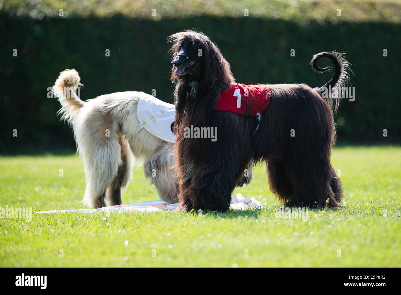 Hunde posiert, nachdem in Lure coursing Wettbewerb ausgeführt Stockfoto