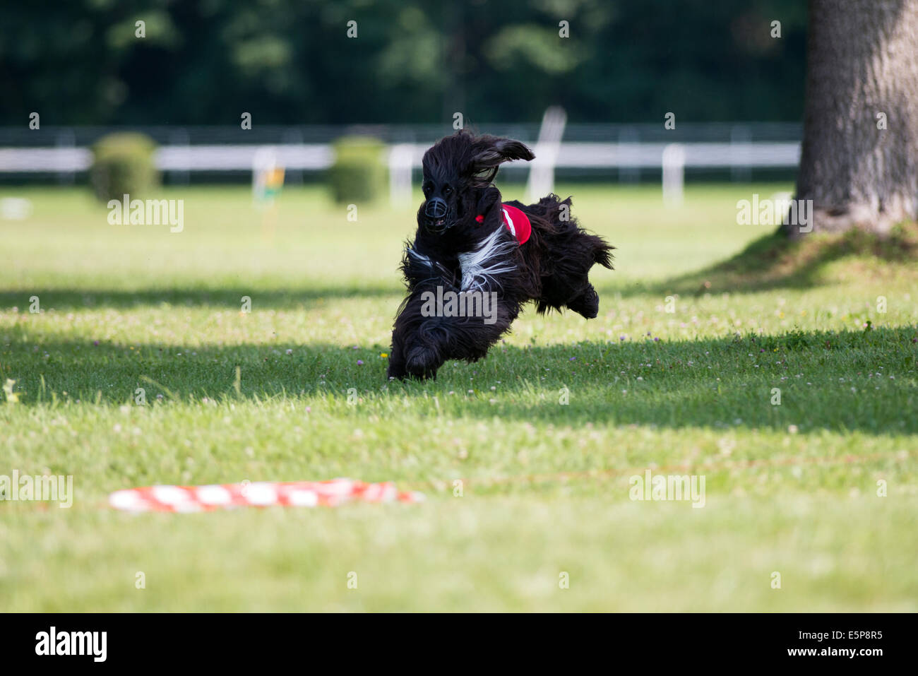 Hunderennen in coursing Wettbewerb Stockfoto