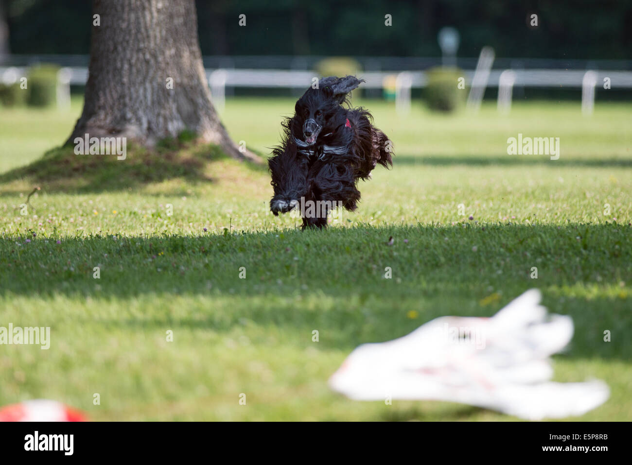 Hund jagt den Köder in einem Köder-Kurs-Wettbewerb Stockfoto