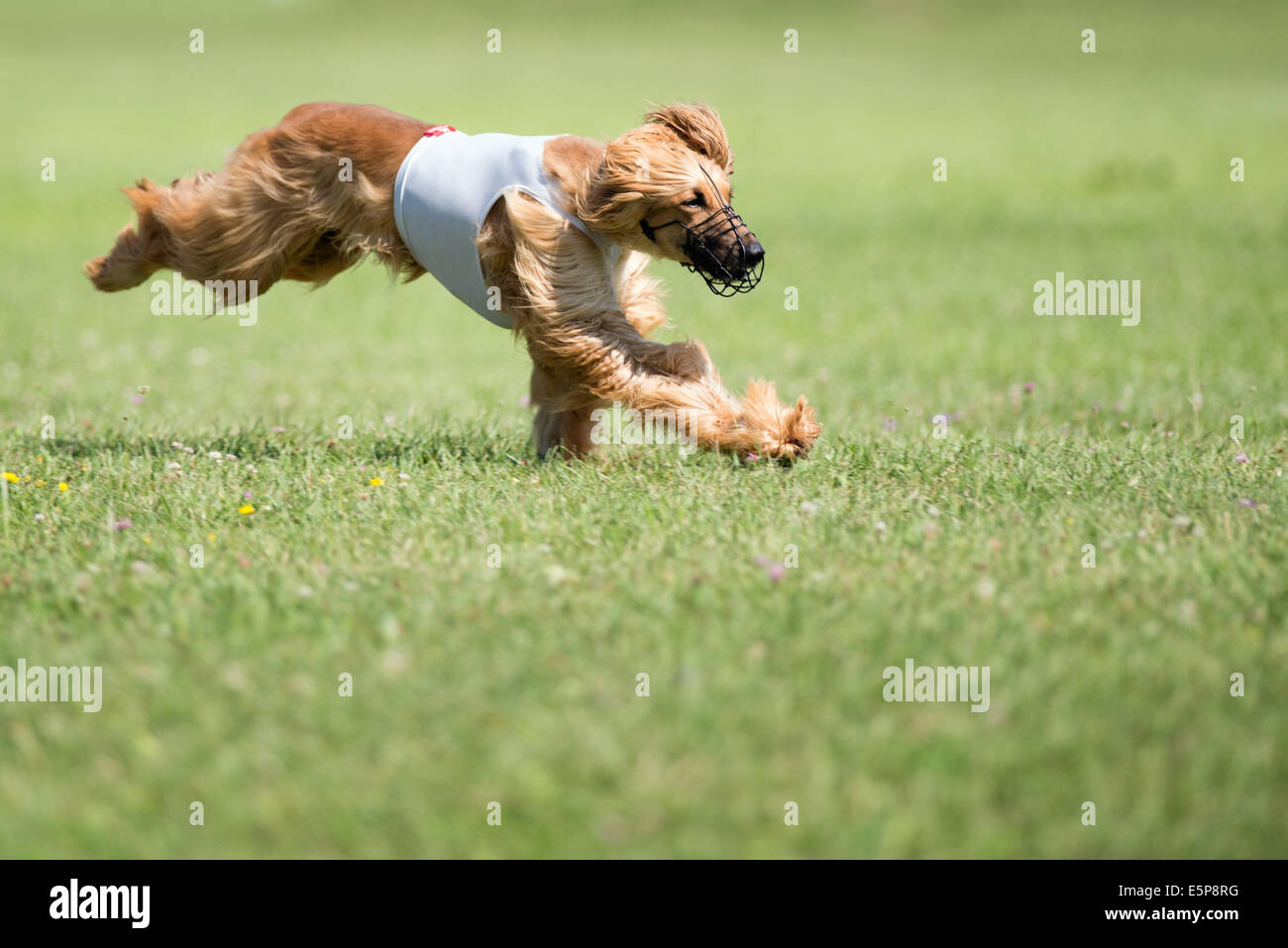 Hund läuft nach dem Köder beim coursing Wettbewerb Stockfoto