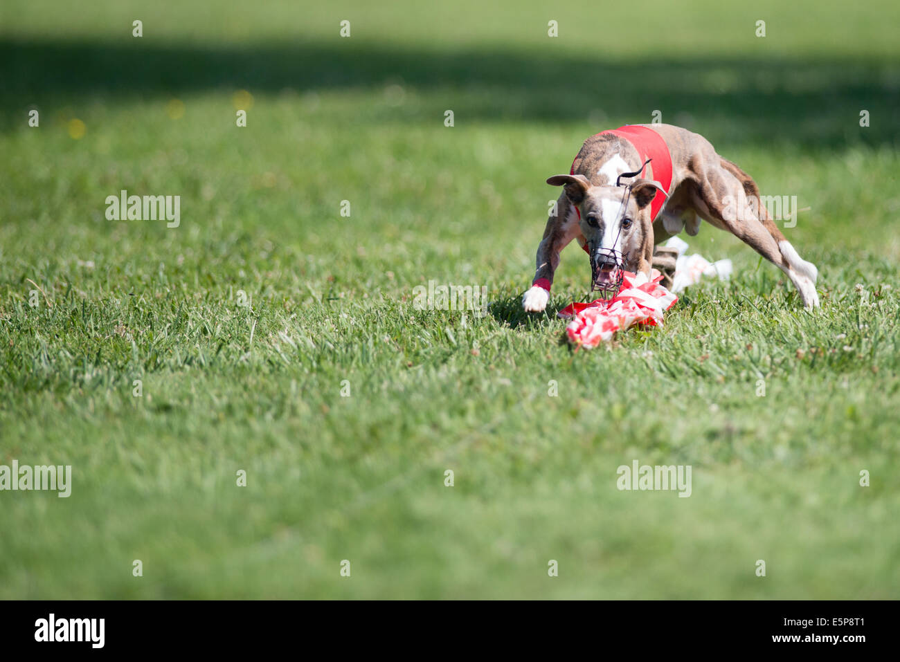 Hund jagt den Köder in einem Köder-Kurs-Wettbewerb Stockfoto