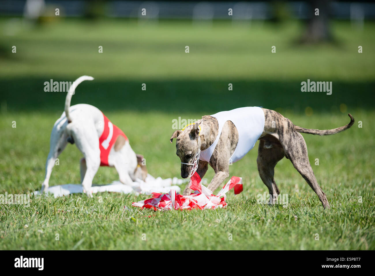 Hunde mit Köder beim coursing Wettbewerb Stockfoto