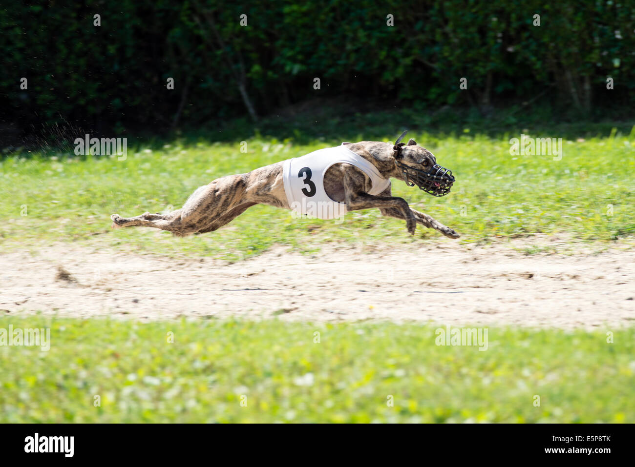 Hund jagt Köder beim coursing Wettbewerb Stockfoto