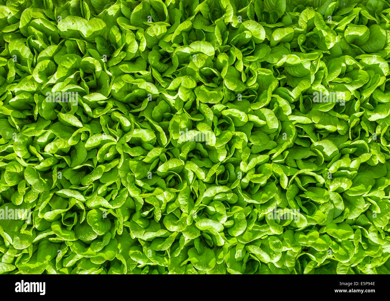 grünes Blatt Hintergrund Stockfoto