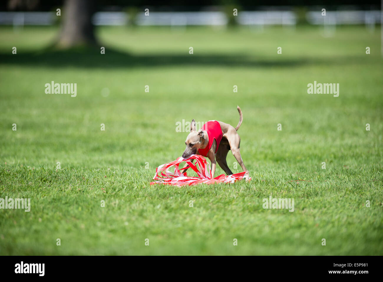 Hunde Rennen coursing Wettbewerb Stockfoto
