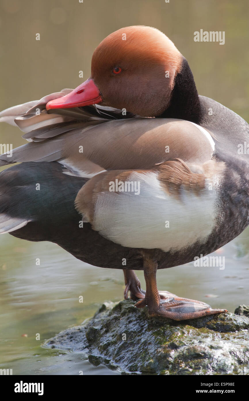 Rot-crested Tafelenten (Netta Rufina). Drake, oder männlich, putzen. Stockfoto