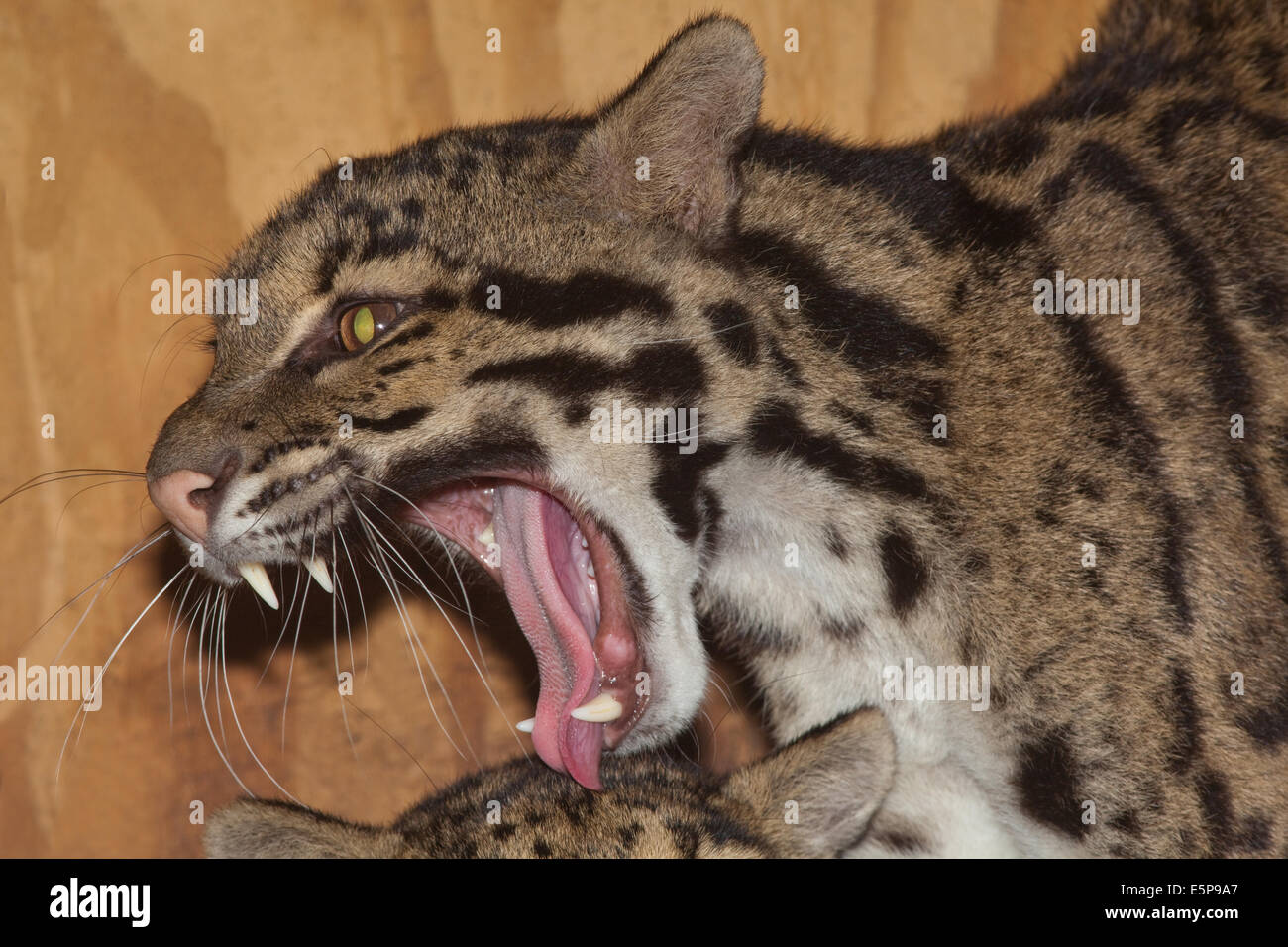 Getrübte Leoparden (Neofelis Nebulosa). Bedrohung. Grimasse. Gähnen. Für Tiere ihrer Größe, sie haben die längsten Eckzähne eine Stockfoto