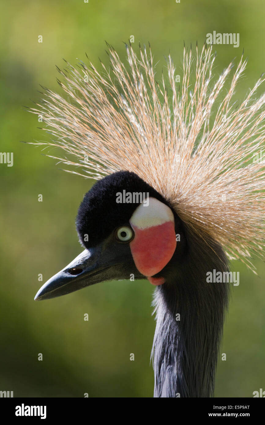 Schwarz oder schwarz-necked oder westafrikanischen gekrönter Kran (Balearica s. Pavonina).  Porträt, typischer Kopf und Gesicht Details anzeigen Stockfoto