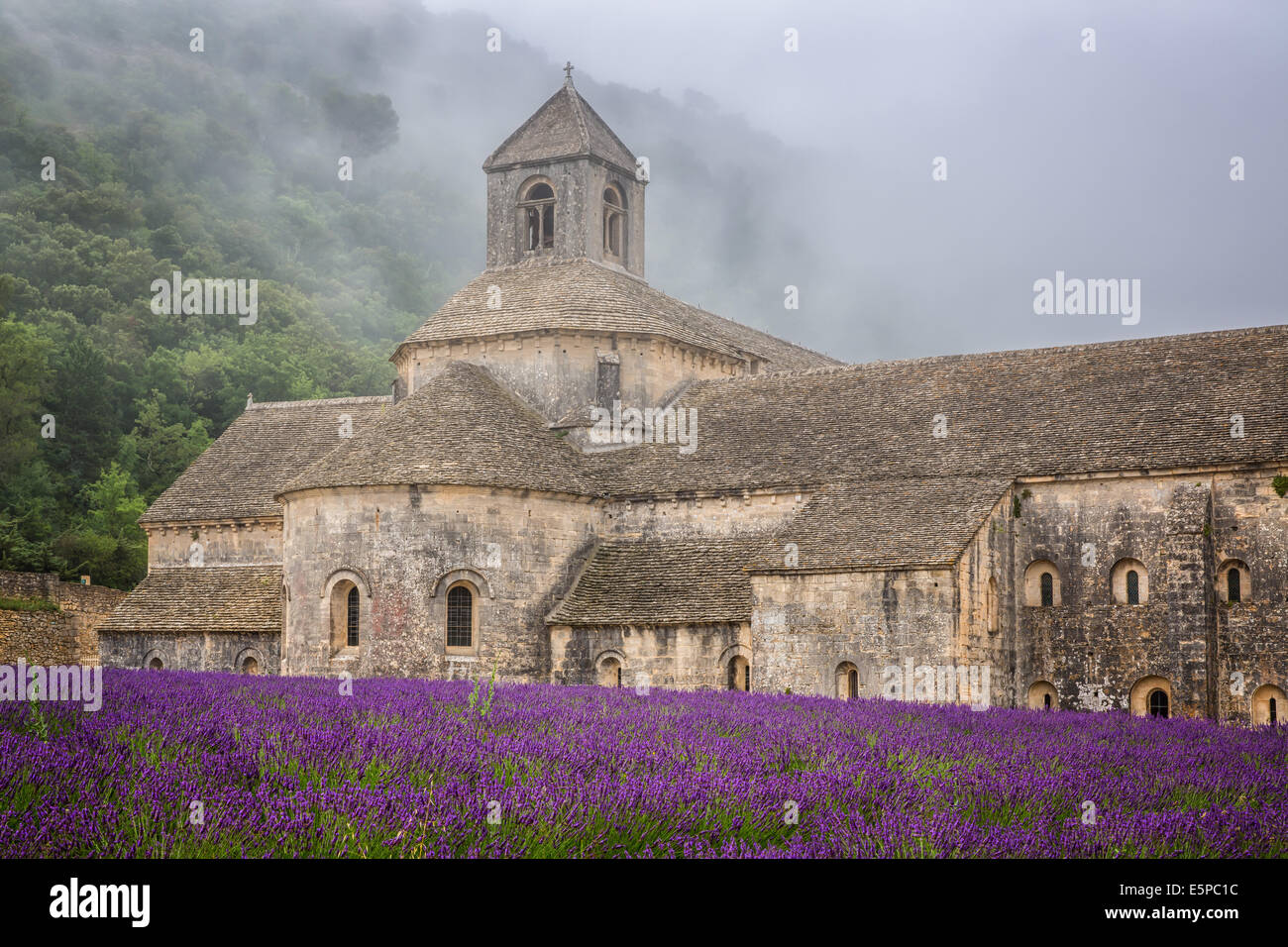 Die romanische Zisterzienser Abtei Notre-Dame von Senanque inmitten von blühenden Lavendel-Felder, in der Nähe von Gordes, Provence, Frankreich Stockfoto