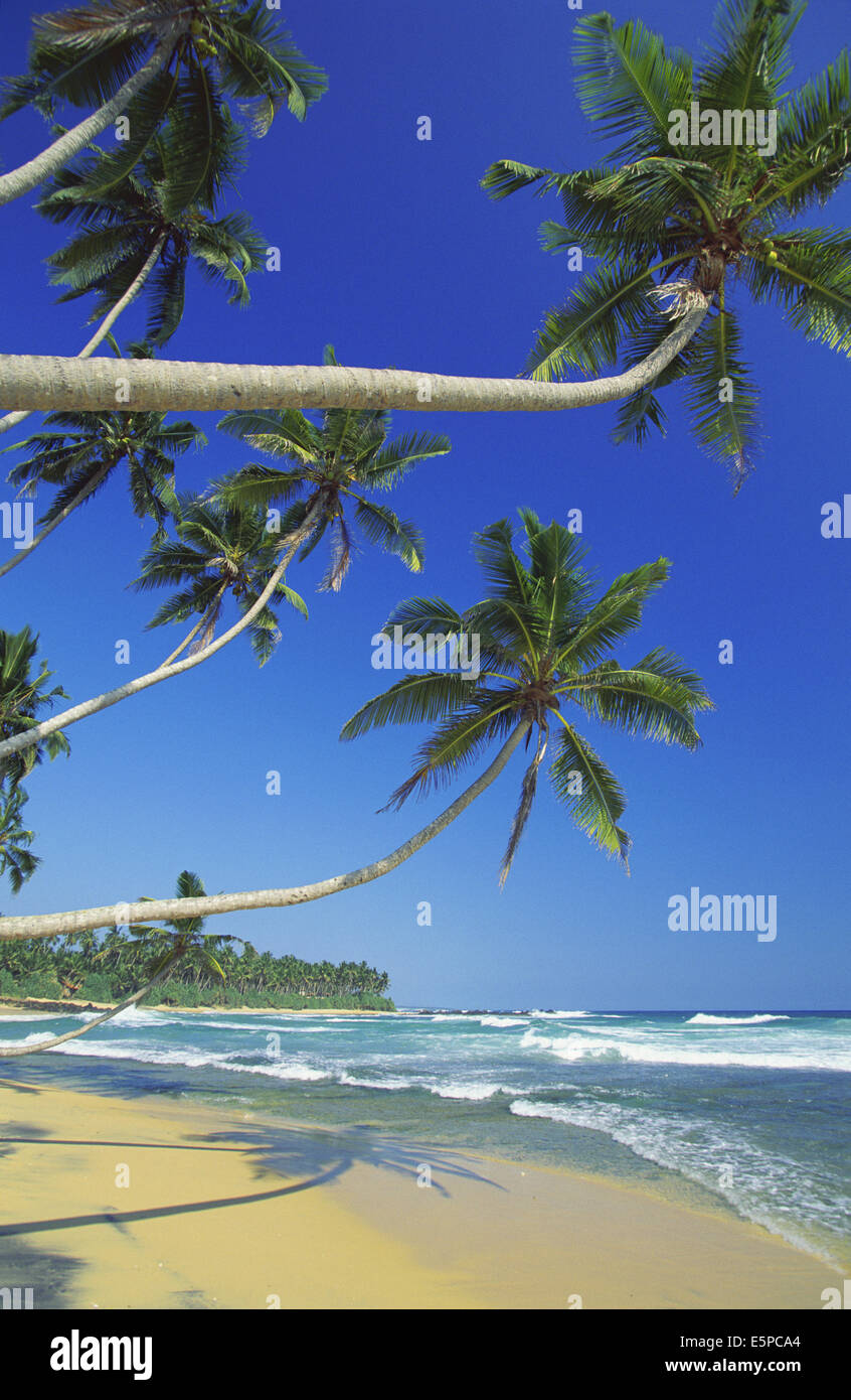 Tropischer Strand und Palmen Bäume in Sri Lanka Stockfoto