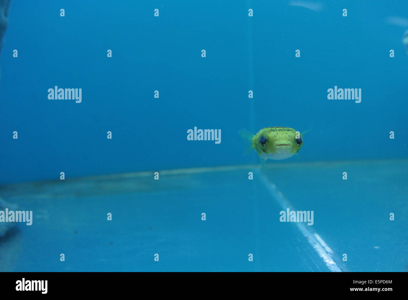 Kugelfisch in einem blauen Tank. Stockfoto