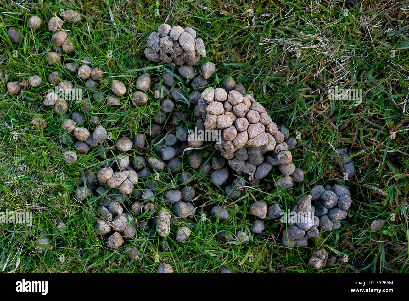 Schafe Kot, Mykines, Außeninseln, äußeren Inseln, Färöer, Dänemark Stockfoto