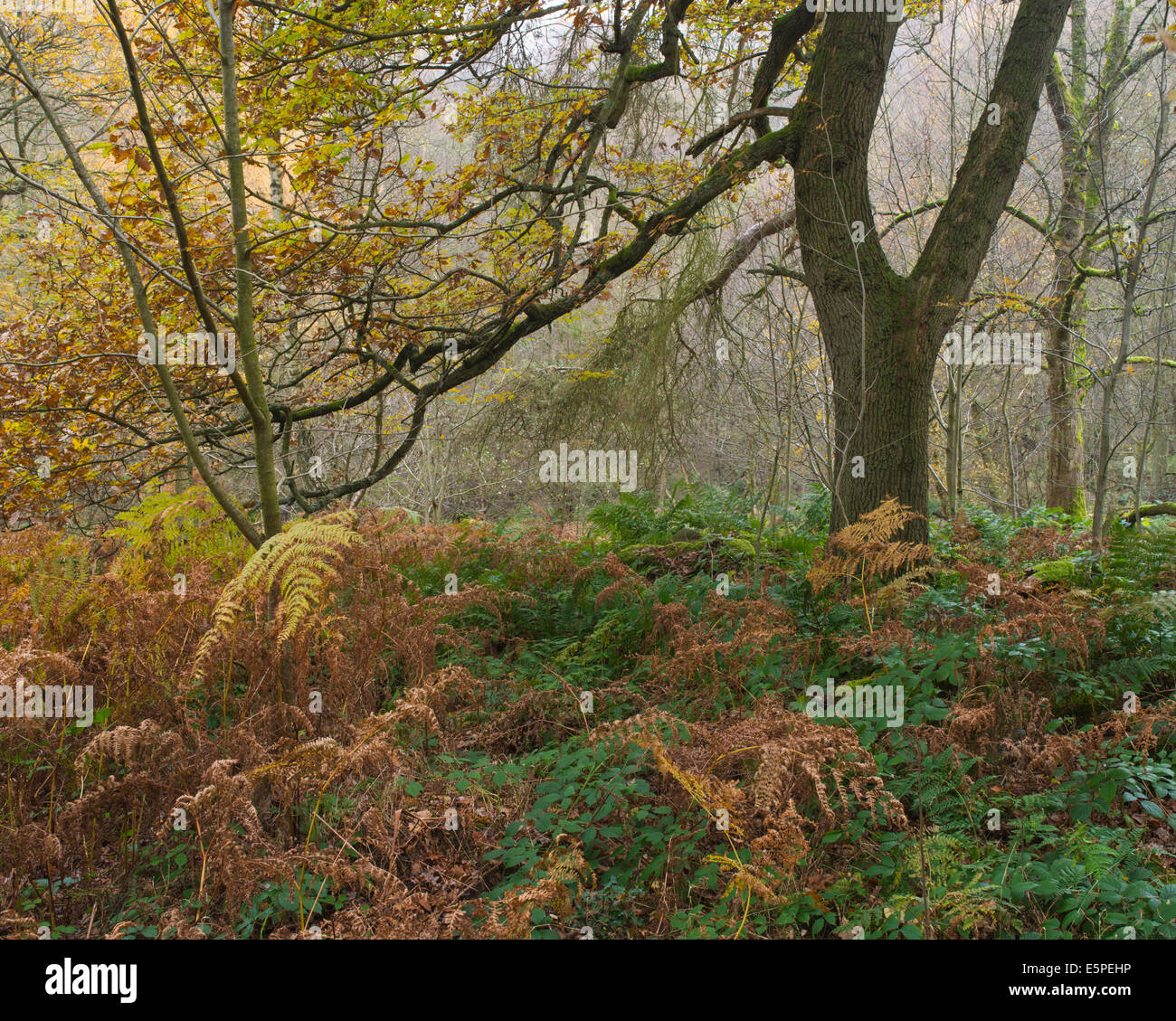 Ein herbstlicher Blick Padley Schlucht im Peak District Stockfoto