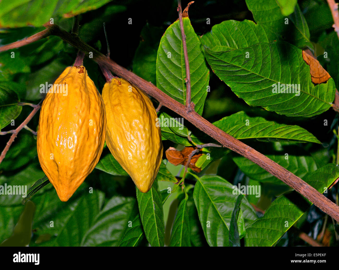 kakao-baum oder kakaobaum (theobroma cacao) mit gelben früchten