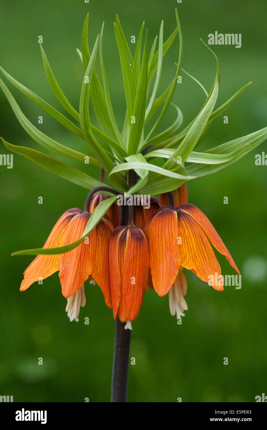 Crown Imperial Fritillary (Fritillaria Imperialis), Orange-Blüte, Bayern, Deutschland Stockfoto