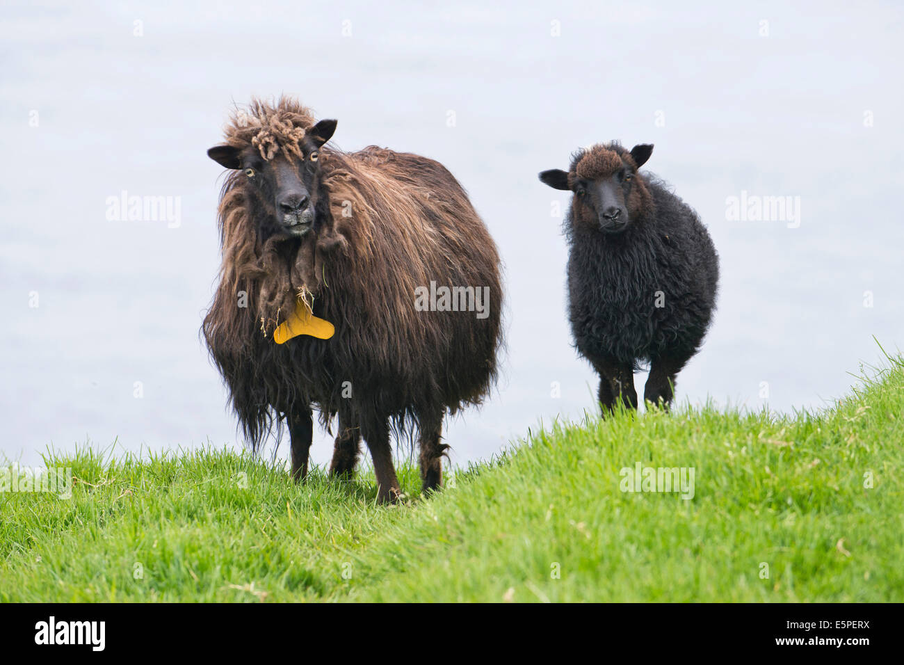 Mutterschaf mit Lamm, Färöer, Dänemark Stockfoto