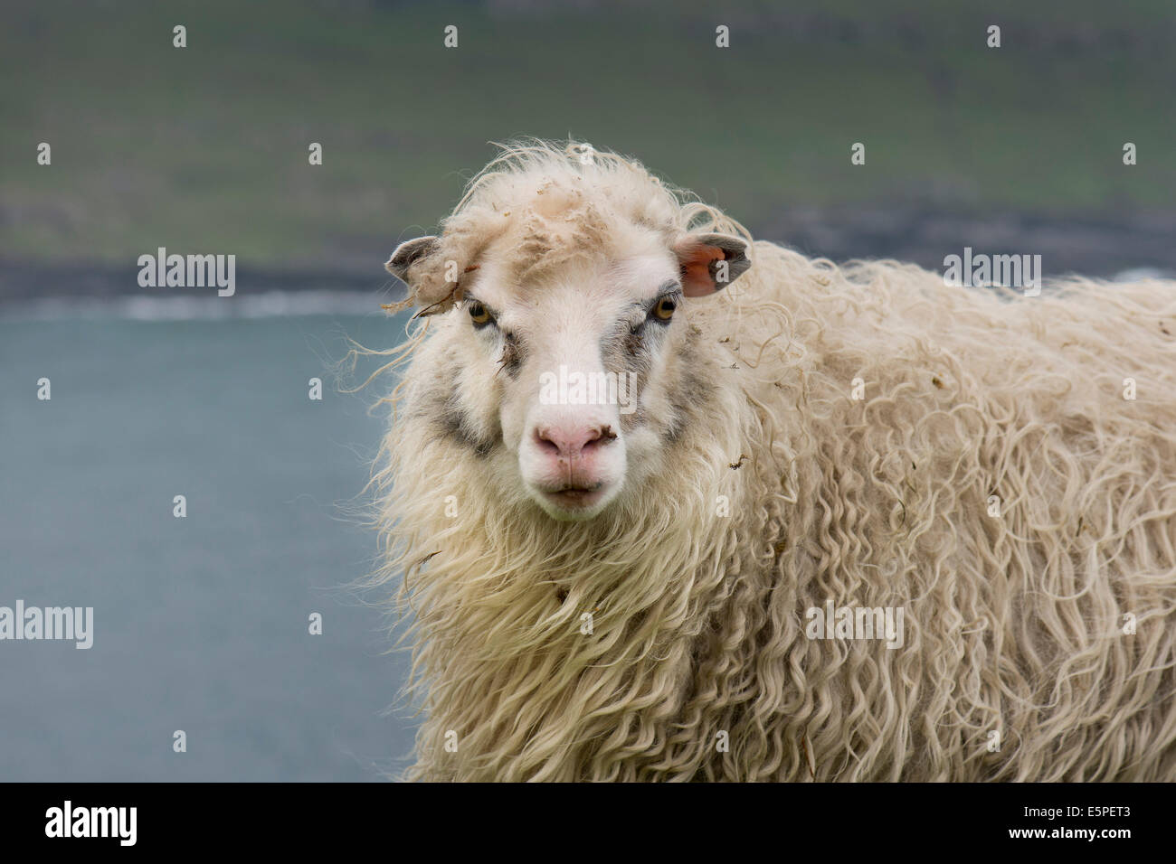 Schafe, Färöer, Dänemark Stockfoto