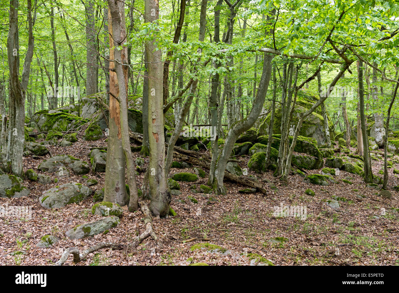 Wald und Felsen, Eriksberg Tierwelt und Natur Park, Trensum, Guövik, Blekinge, Schweden Stockfoto