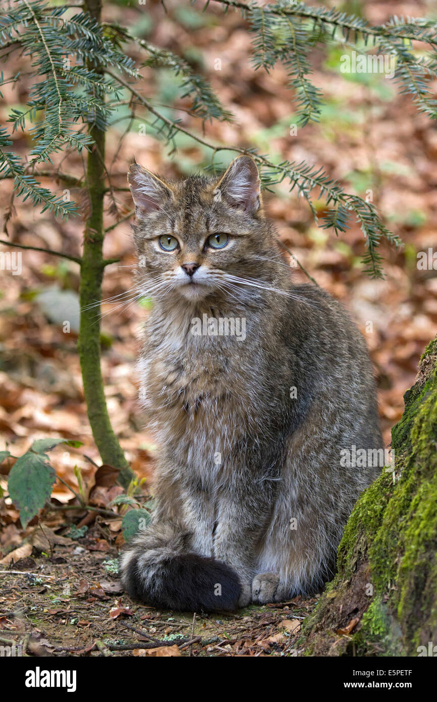 Wildkatze (Felis Silvestris), Gefangenschaft, tierischen Gehäuse, Nationalpark Bayerischer Wald, Bayern, Deutschland Stockfoto
