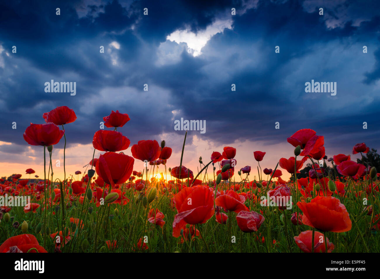 Mohn (Papaver), Blumen gegen Gewitterhimmel, Pfaffenhausen, Unterallgäu, Bayern, Deutschland Stockfoto