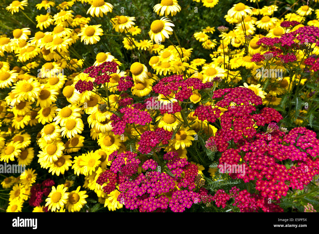 Achillea roten und gelben Margeriten in einem Garten. Stockfoto