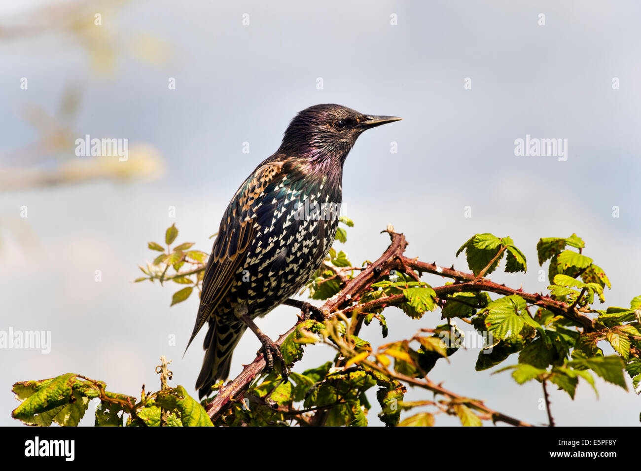 Starling, lateinischer Name Spottdrosseln, thront auf Brombeeren, Southsea, Hampshire. Stockfoto