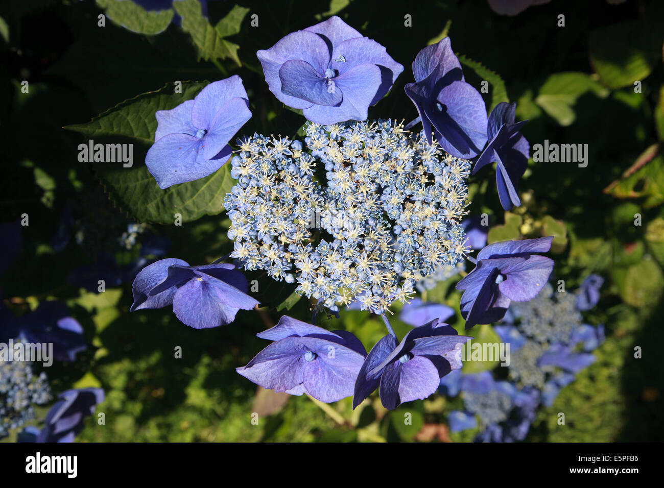 Hydrangea Macrophylla Blue Wave Stockfoto