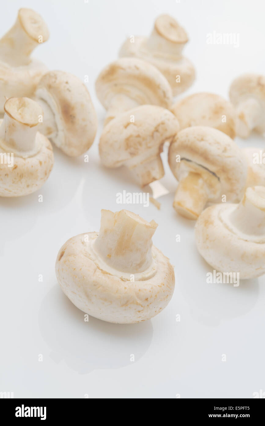 Frische essbare Portabello Pilz Champignon auf weißem Hintergrund mit Reflexion. Stockfoto