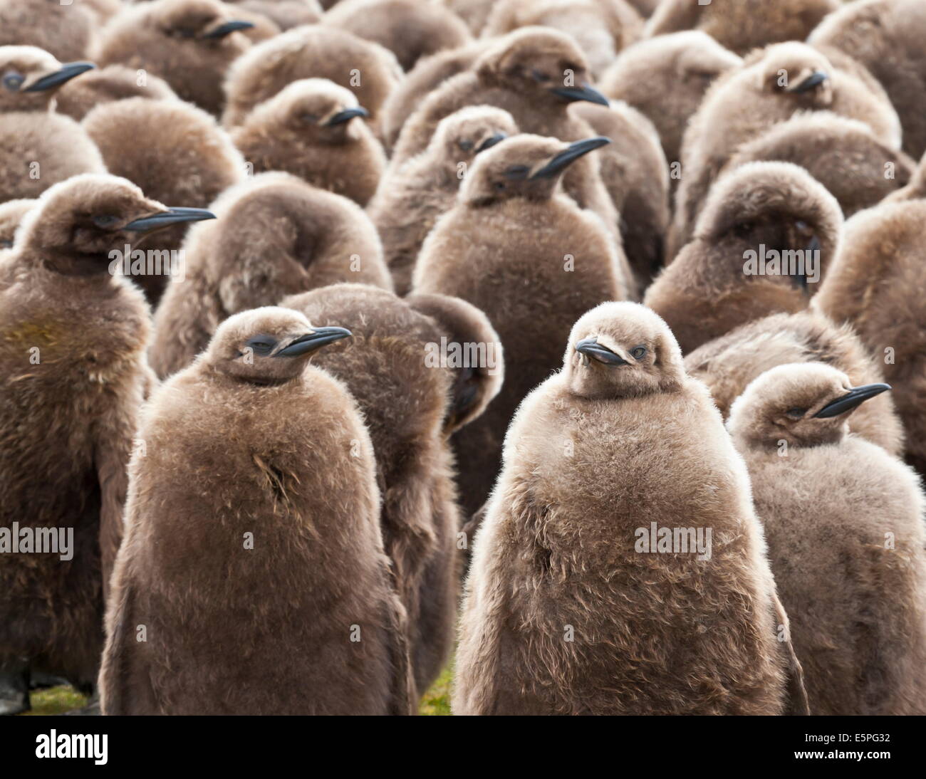 König Pinguin (Aptenodytes Patagonicus) Küken Kinderkrippe, Volunteer Point, East Falkland, Falkland-Inseln, Südamerika Stockfoto