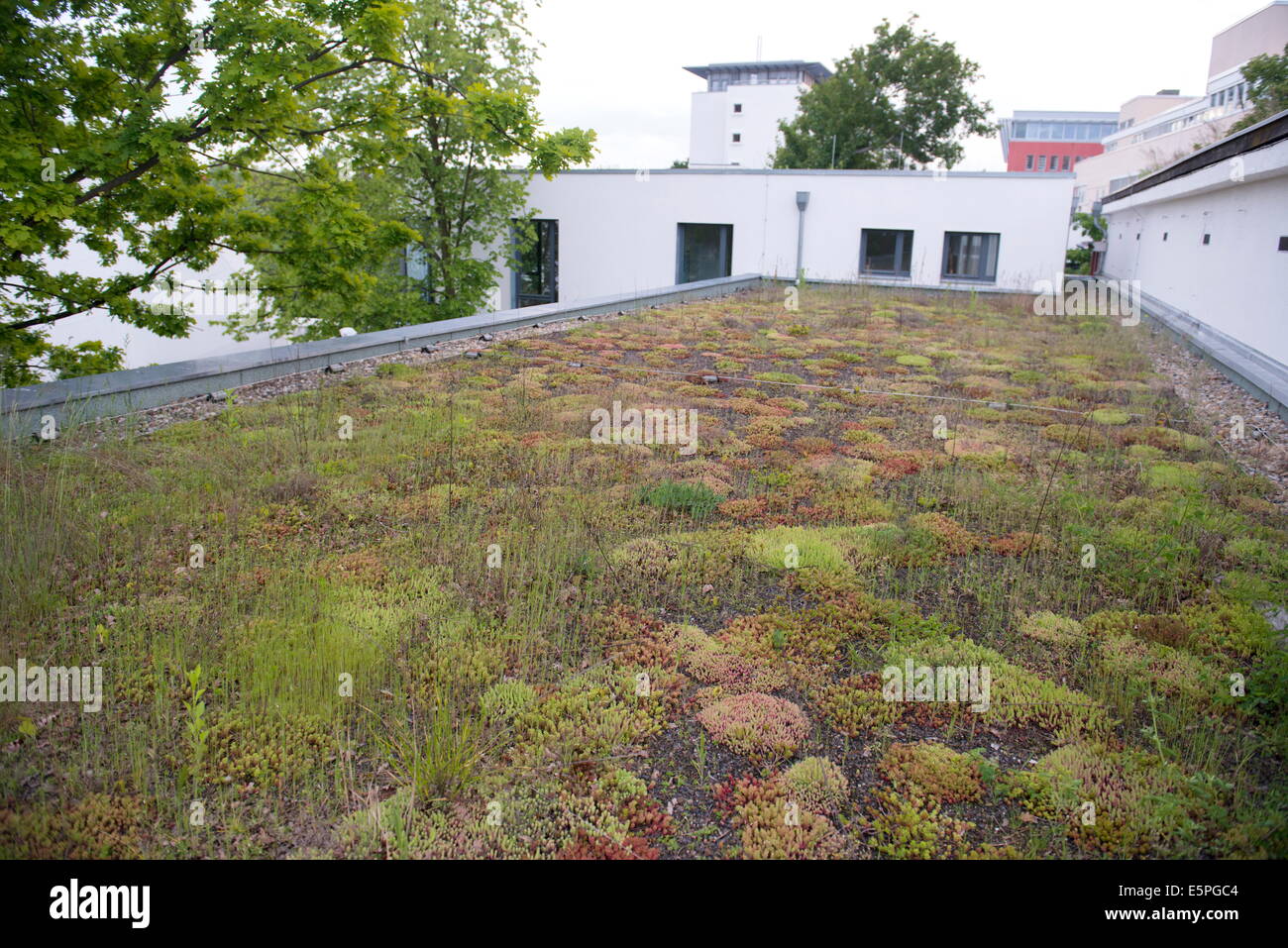 Typische umfangreiche gemischte Sedum-Arten grün Dach, Berlin, Deutschland, Europa Stockfoto