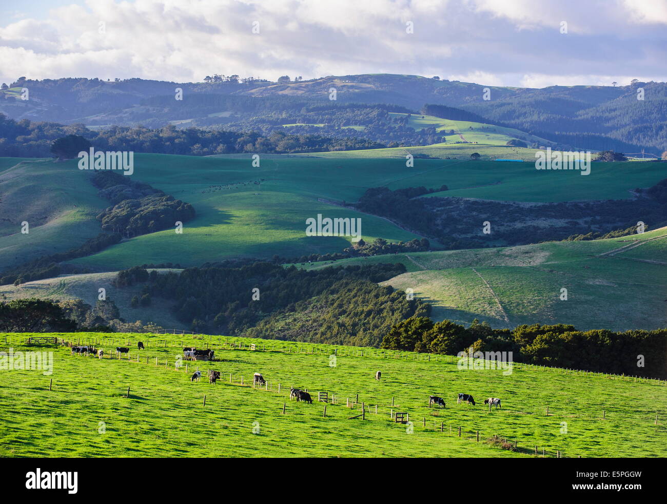 Schöne Landschaft im Hinterland von Northland, North Island, Neuseeland, Pazifik Stockfoto