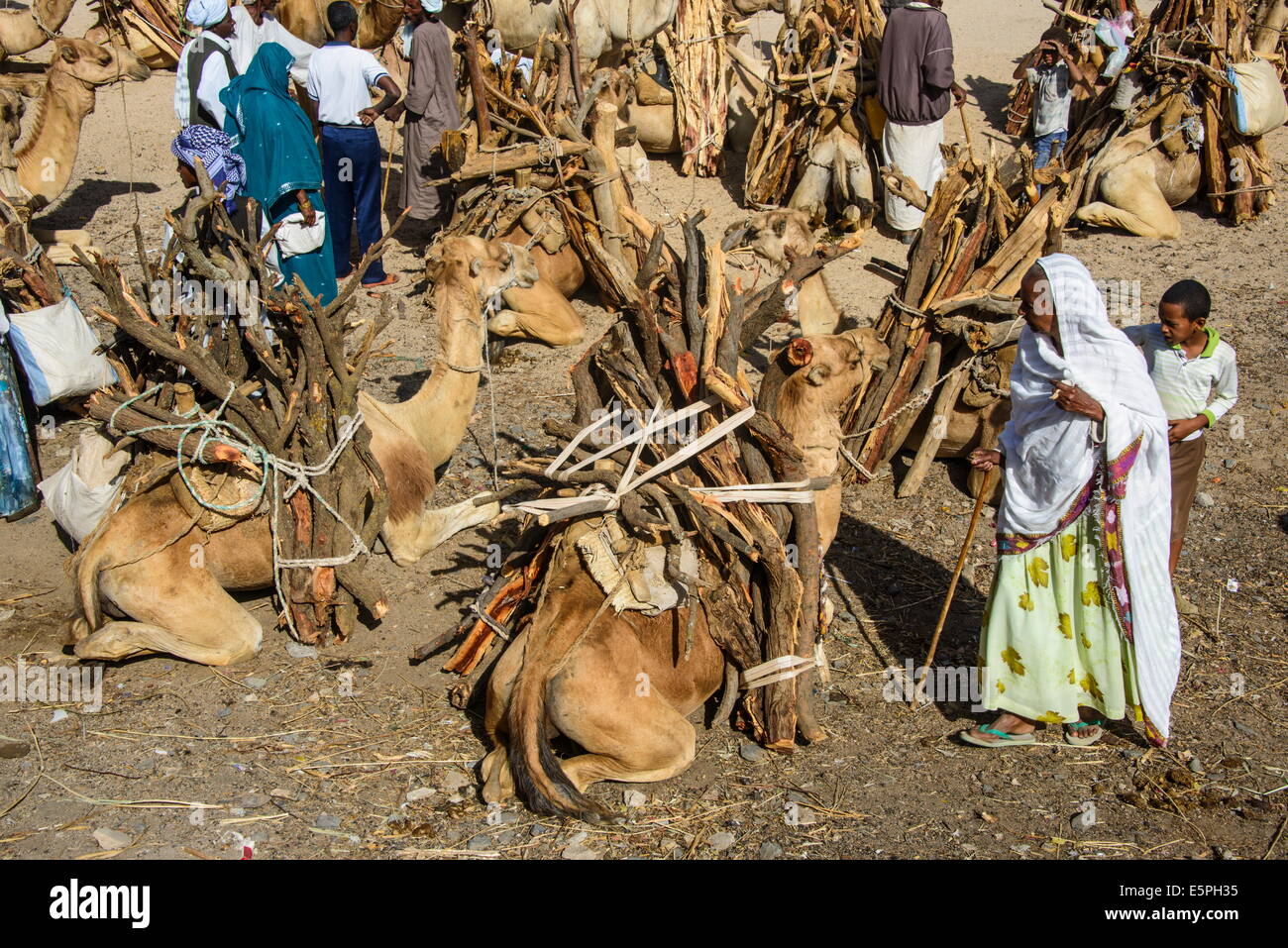Kamele beladen mit Brennholz am Montag Markt von Keren, Eritrea, Afrika Stockfoto