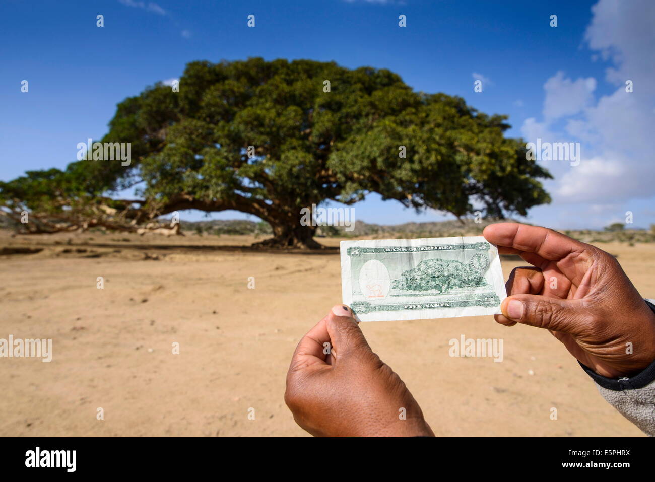Die riesigen Platane auf der eritreischen vorgestellten fünf Nakfa Banknote in der Nähe von Segeneyti, im Hochland von Eritrea Stockfoto
