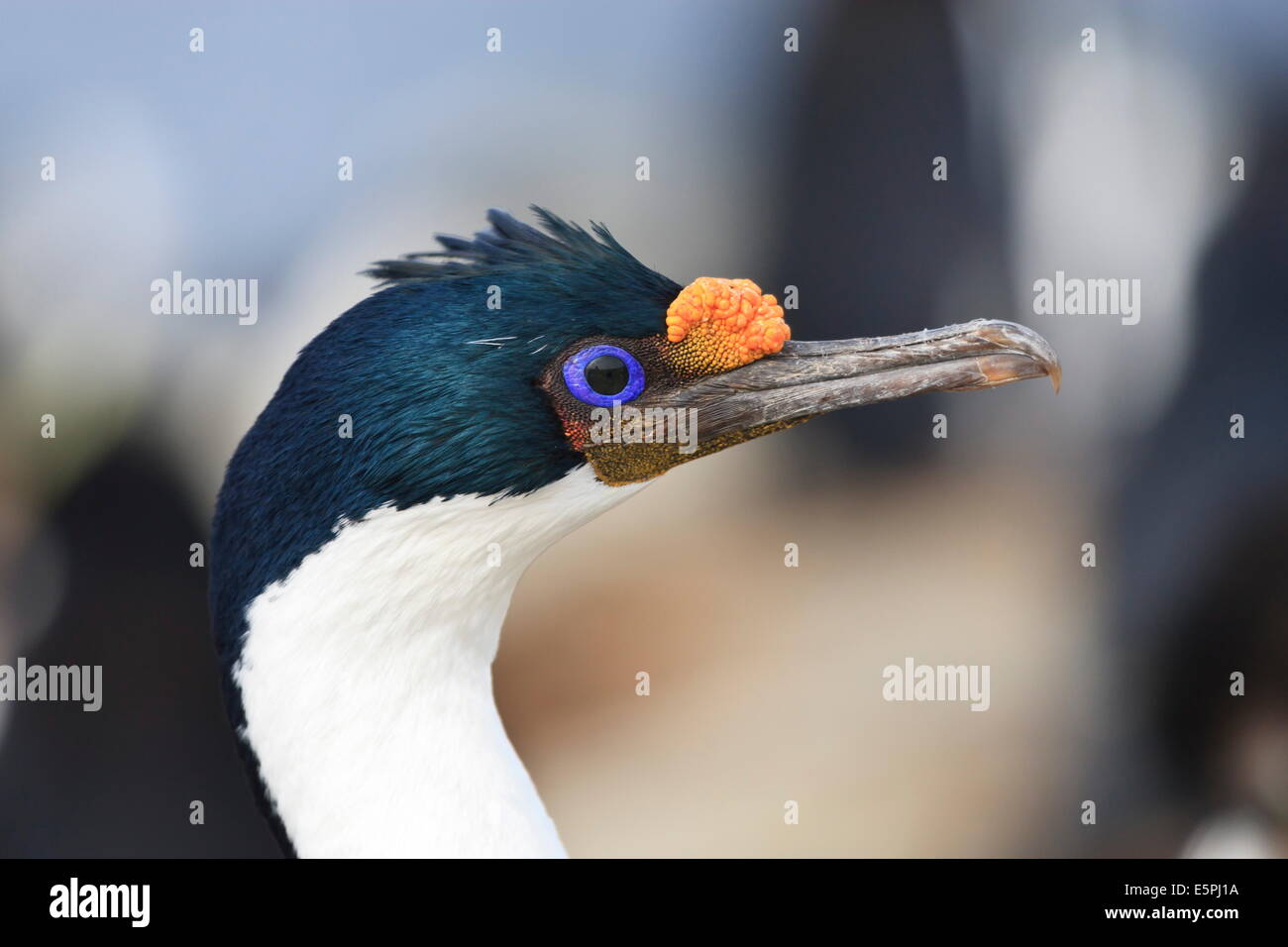 König Kormoran (Imperial Kormoran) (Phalacrocorax Atriceps) Porträt, Rockhopper Punkt, Sea Lion Island, Falkland-Inseln Stockfoto