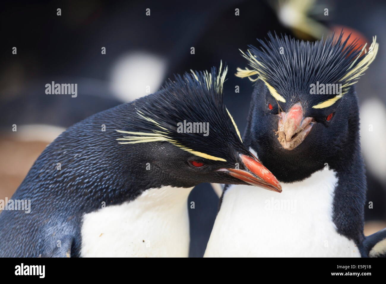 Rockhopper Penguins (Eudyptes Chrysocome) streiten, Rockhopper Punkt, Sea Lion Island, Falkland-Inseln, Südamerika Stockfoto