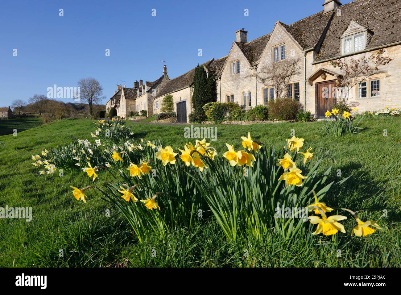 Cotswold Cottages mit Feder Narzissen, wenig Barrington, Cotswolds, Gloucestershire, England, Vereinigtes Königreich, Europa Stockfoto
