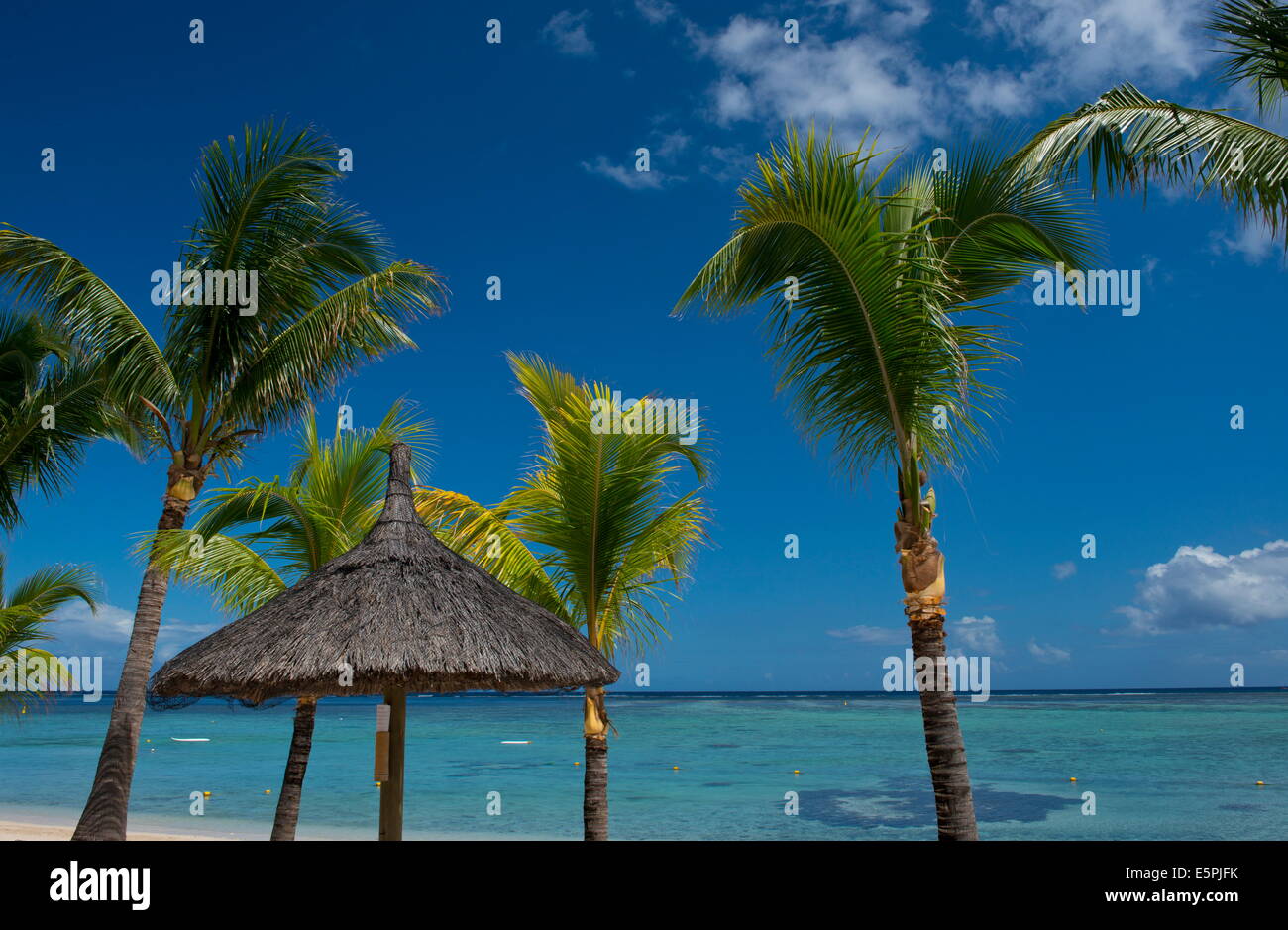 Palmen in der Nähe von dem Meer auf Le Morne Brabant Halbinsel im Südwesten von Mauritius, Indischer Ozean, Afrika Stockfoto