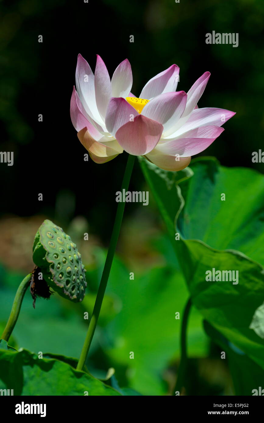 Lotus (Nelumbo Nucifera) bei The Seewoosagur Ramgoolam Royal Botanical Garden Pamplemousses, Mauritius, Indischer Ozean, Afrika Stockfoto