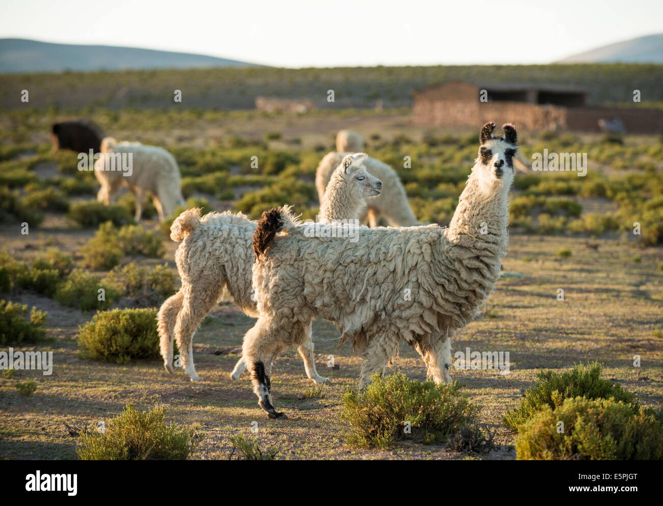 Lamas bei Dämmerung, Villa Alota, Altiplano, Bolivien, Südamerika Stockfoto