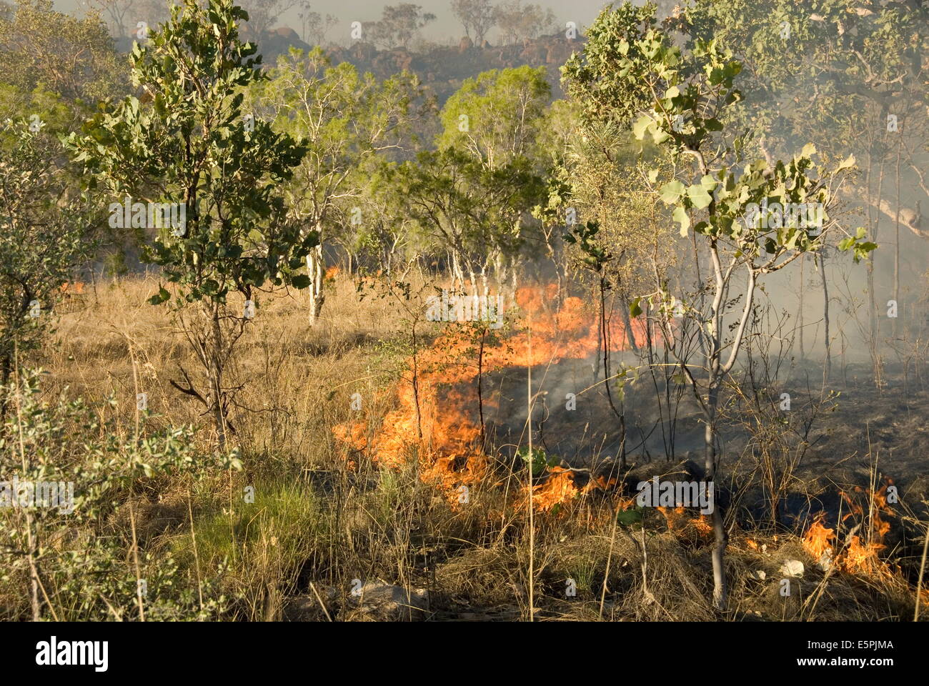 Fortschreitende Buschfeuer neben Ostgelände der Gibb River Road in The Kimberley, Western Australia, Australien, Pazifik Stockfoto