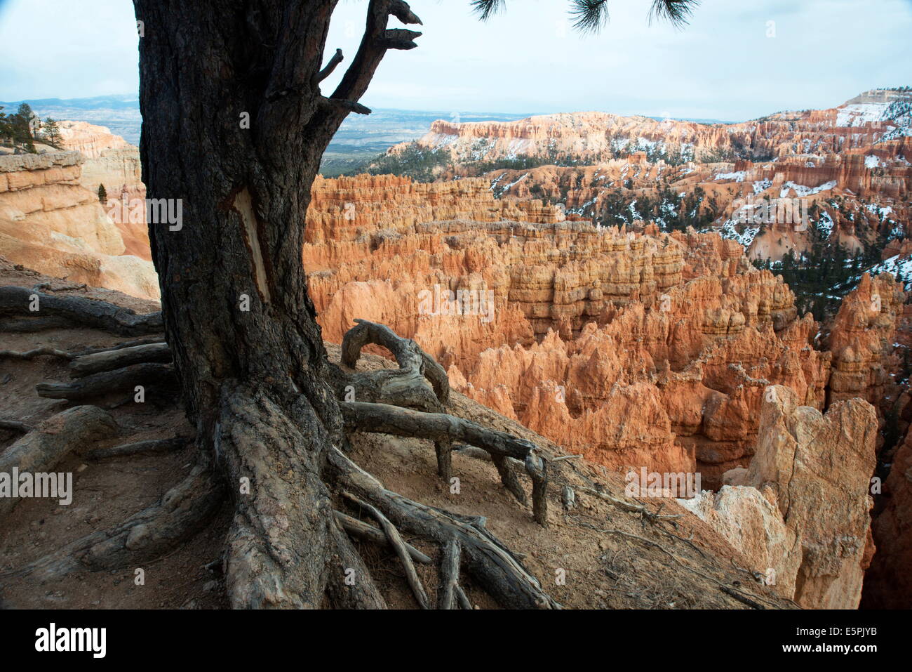 Bryce-Canyon-Nationalpark, Utah, Vereinigte Staaten von Amerika, Nordamerika Stockfoto
