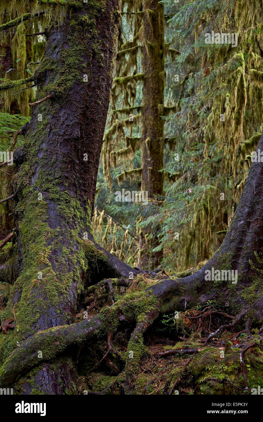 Moosbedeckten Baumstämme in den Regenwald Olympic National Park, der UNESCO, US-Bundesstaat Washington, Vereinigte Staaten von Amerika Stockfoto