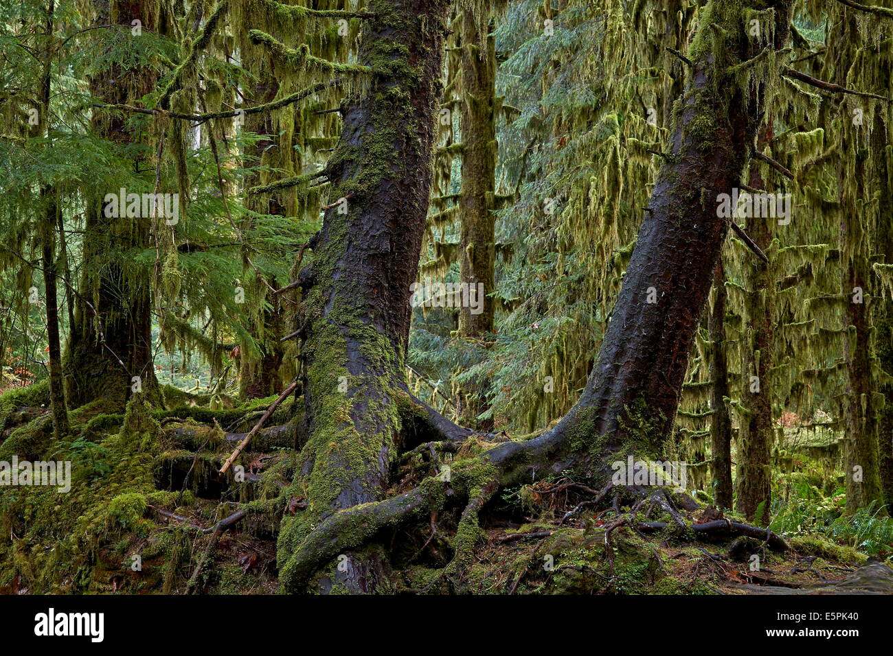 Moosbedeckten Baumstämme in den Regenwald Olympic National Park, der UNESCO, US-Bundesstaat Washington, Vereinigte Staaten von Amerika Stockfoto
