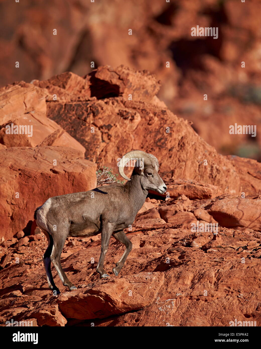 Wüste Dickhornschafe (Ovis Canadensis Nelsoni) ram, Valley of Fire State Park, Nevada, Vereinigte Staaten, Nordamerika Stockfoto