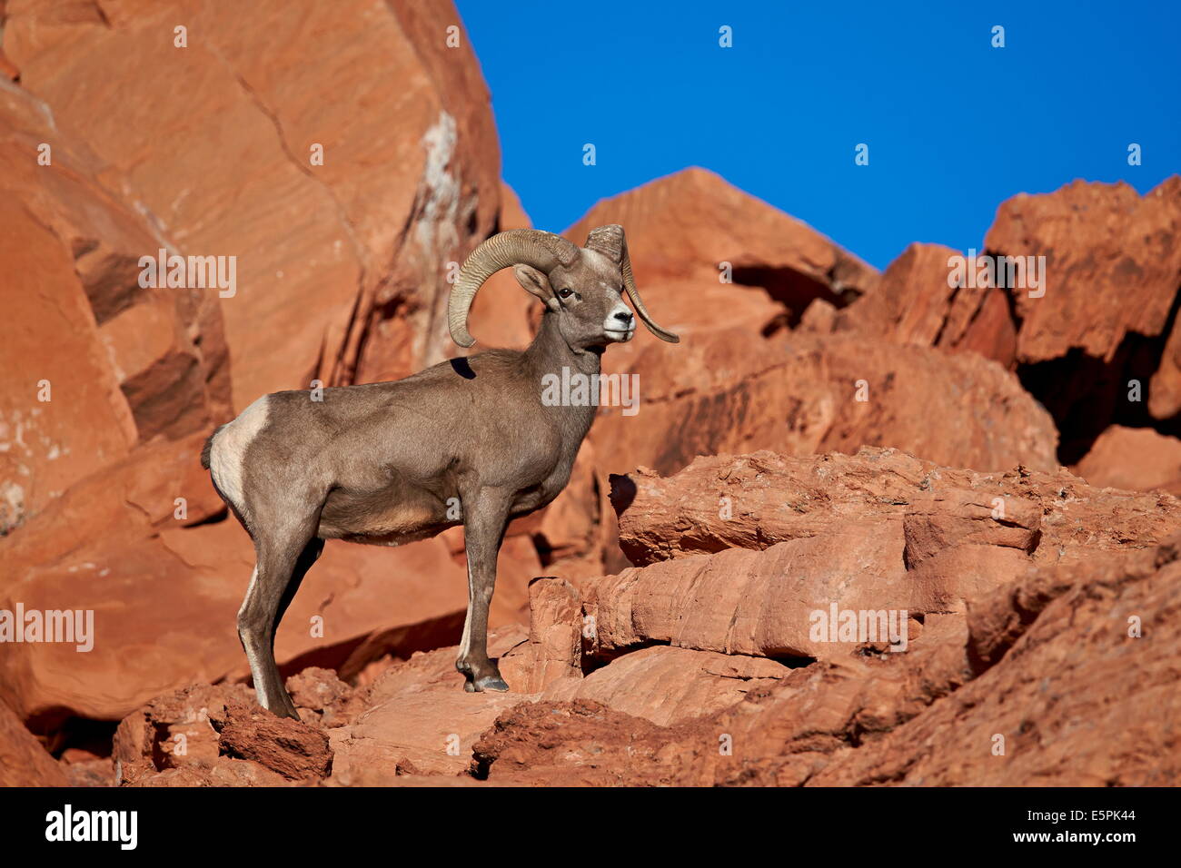 Wüste Dickhornschafe (Ovis Canadensis Nelsoni) ram, Valley of Fire State Park, Nevada, Vereinigte Staaten, Nordamerika Stockfoto