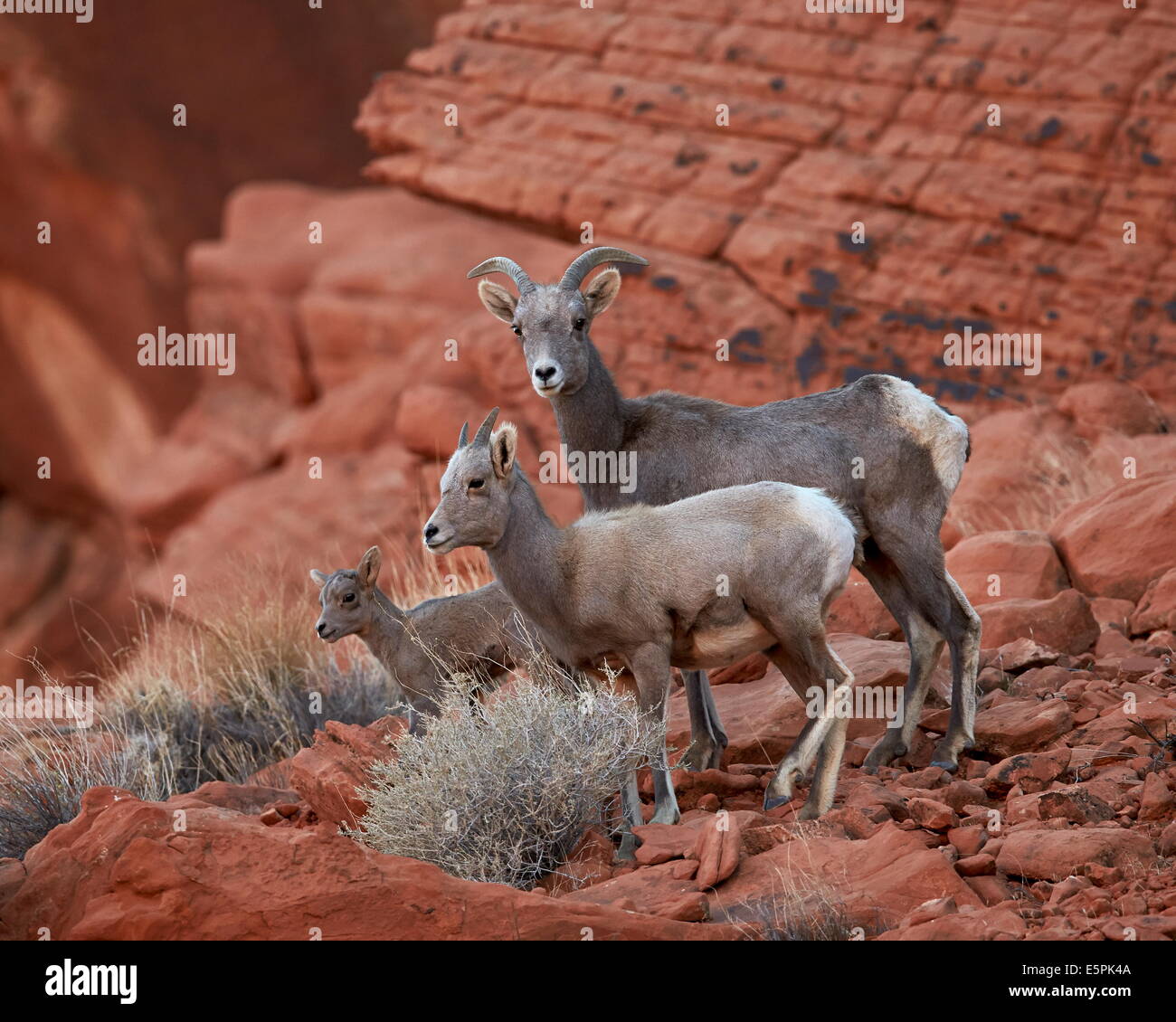 Wüste, Dickhornschaf (Ovis Canadensis Nelsoni) Ewe und zwei Lämmer, Tal des Feuers Staatspark, Nevada, Vereinigte Staaten von Amerika Stockfoto