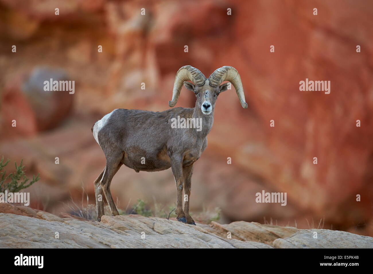 Wüste Dickhornschafe (Ovis Canadensis Nelsoni) ram, Valley of Fire State Park, Nevada, Vereinigte Staaten, Nordamerika Stockfoto