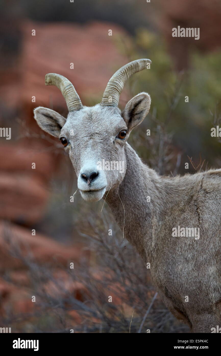 Wüste Dickhornschafe (Ovis Canadensis Nelsoni) ram, Valley of Fire State Park, Nevada, Vereinigte Staaten, Nordamerika Stockfoto